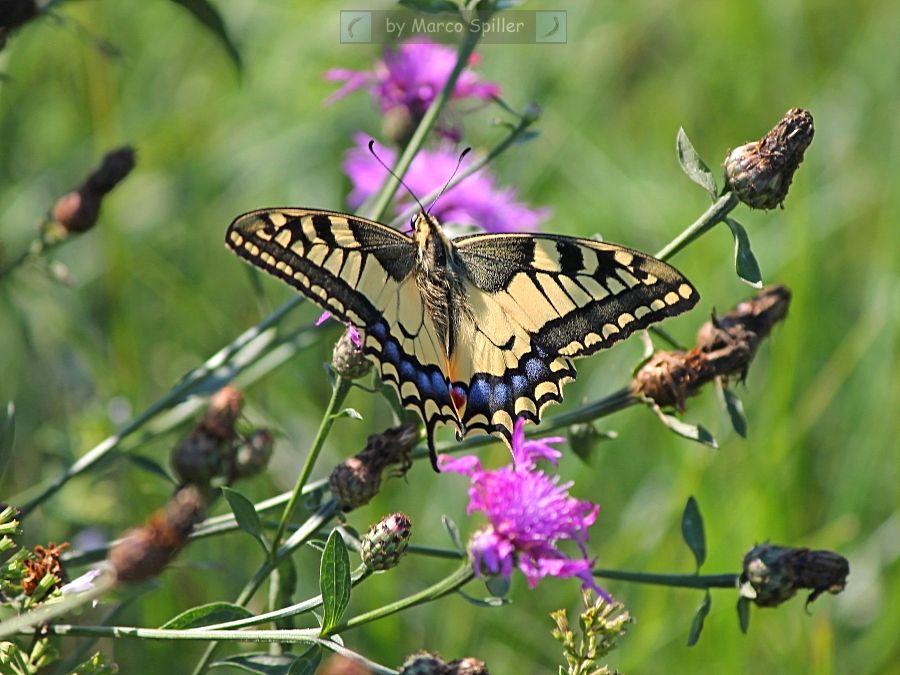 Papilio machaon